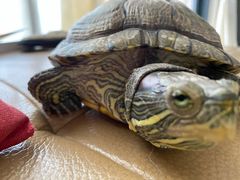 -荔康动物医院(康王北路店)