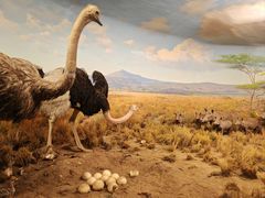 -美国自然历史博物馆