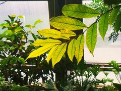 -北京植物园-展览温室