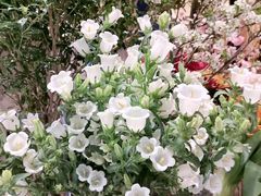 -深圳威尼斯英迪格酒店-邻芙花廊下午茶·NINFA GALLERY·蛋糕·咖啡
