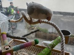 -吉丁鸟咖·异宠·寄养