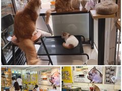 -平行世界·猫咖(首经贸店)