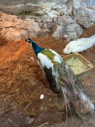 -Zoolung Zoolung动物主题公园(海信广场店)