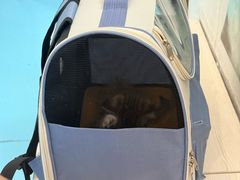 -宠物星动物医院·眼科·异宠·猫科(江南大道总院)