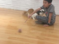 -momokira米努特·德文卷毛猫·棉花面纱犬