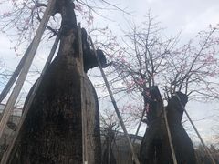 -万顷园艺世界
