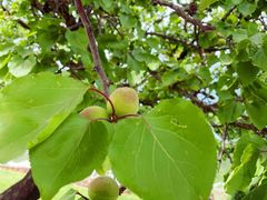 -潭柘厚院&山顶烤肉(潭柘寺店)