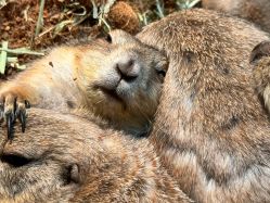 -Zoolung Zoolung动物主题公园(海信广场店)