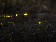 -福建鲤鱼洲酒店