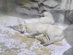 -海合安成都极地海洋公园