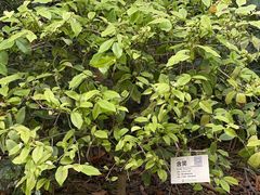 -呀路古热带植物园