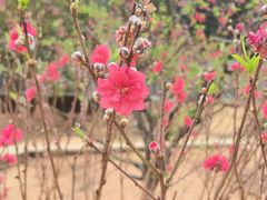 -南国桃园旅游度假区