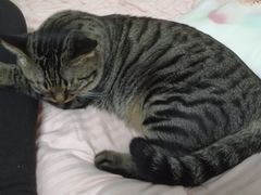 -宠福鑫康馨动物医院·骨科·眼科