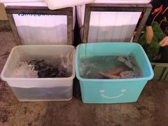 -金海椒罐罐鲢鱼(东方桂苑店)
