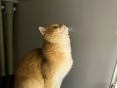 -喵zoo家庭繁育猫舍(尖东智能花园店)