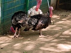 -草根堂农场