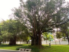 -南宁南湖公园
