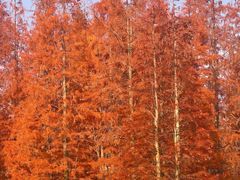 -白鹭湾湿地公园