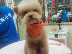 -家有小宠宠物美容(双楠街店)