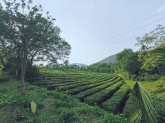 -汤山温泉房车营地 茶温泉