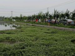 -同銮特种养殖场·龙虾垂钓