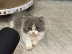 -欣宠猫屋·矮脚拿破仑·蓝金金渐层