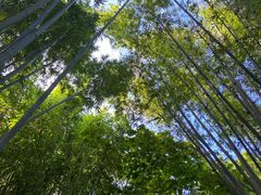 -深圳仙湖植物园