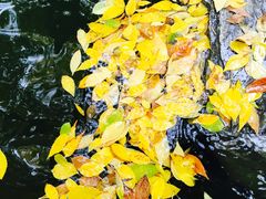 -钓鱼台国宾馆