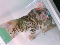 -李小姐の猫咖啡馆(五角场店)