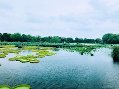 -荷塘月色湿地公园·向阳花洲