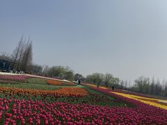 -杭州湾海上花田景区