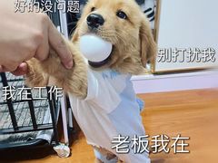 -唐小姐の猫狗洗护·购宠旗舰店(周浦万达店)