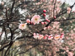 -菱湖风景区