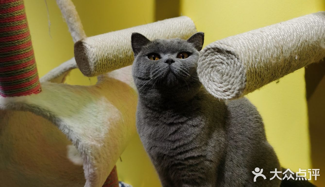 喜欢猫咪不得不来的一家店