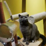 喜欢猫咪不得不来的一家店