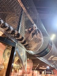 -Zoolung Zoolung动物主题公园(海信广场店)