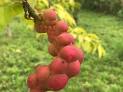 -广富林郊野公园