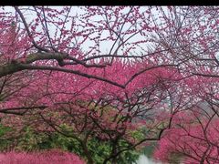 -重庆彩云湖湿地公园