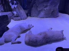 -上海海昌海洋公园