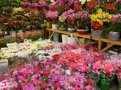 -双季花艺园艺市场(浦东店)