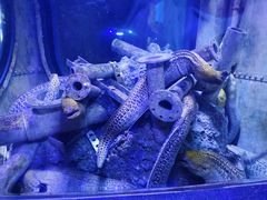 -成都浩海立方海洋公园