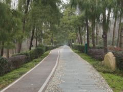 -合肥滨湖国家森林公园