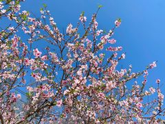 -桃花堤公园