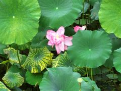 -深圳仙湖植物园