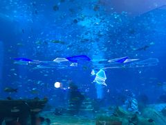 -亚特兰蒂斯•OSSIANO奥西亚诺海底餐厅