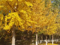 -长白岛森林公园