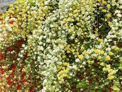 -苏州文庙(姑苏区)