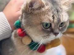 -逗柴咖啡屋·狗咖猫咖宠物桌游