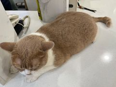 -伟伟宠物医院·CT影像中心·瑞派犬猫综合性门诊(汉口总院)