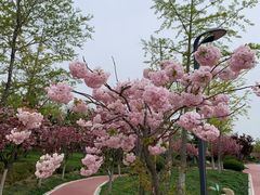 -唐岛湾公园